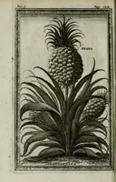 Picture 13 of 16 from Giro del mondo del dottor d. Gio. Francesco Gemelli Careri (1699), leaf 162