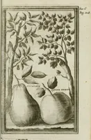 An illustration from Giro del mondo del dottor d. Gio. Francesco Gemelli Careri (1699)