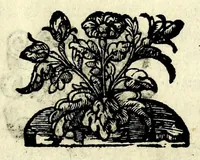 An illustration from Givditta : rappresentata (1589)