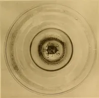Picture 57 of 77 from Glass (1907), leaf 313