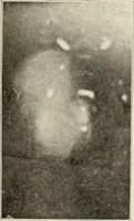 An illustration from Gleams of light and glimpses thro' the rift (1893)