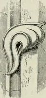 Picture 96 of 222 from A glossary of terms used in Grecian, Roman, Italian, and Gothic architecture (1845), leaf 182