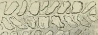 Picture 102 of 222 from A glossary of terms used in Grecian, Roman, Italian, and Gothic architecture (1845), leaf 214