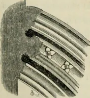 Picture 124 of 222 from A glossary of terms used in Grecian, Roman, Italian, and Gothic architecture (1845), leaf 268