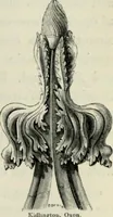 Picture 150 of 222 from A glossary of terms used in Grecian, Roman, Italian, and Gothic architecture (1845), leaf 310