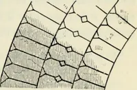 Picture 17 of 222 from A glossary of terms used in Grecian, Roman, Italian, and Gothic architecture (1845), leaf 48
