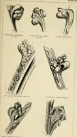 An illustration from A glossary of terms used in Grecian, Roman, Italian, and Gothic architecture (1845)