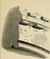 An illustration from A glossary of terms used in Grecian, Roman, Italian, and Gothic architecture (1845)