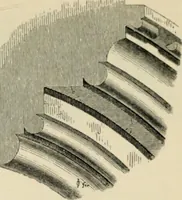 An illustration from A glossary of terms used in Grecian, Roman, Italian, and Gothic architecture (1845)