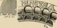 An illustration from A glossary of terms used in Grecian, Roman, Italian, and Gothic architecture (1845)