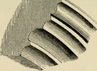 An illustration from A glossary of terms used in Grecian, Roman, Italian, and Gothic architecture (1845)