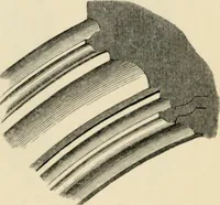 An illustration from A glossary of terms used in Grecian, Roman, Italian, and Gothic architecture (1845)