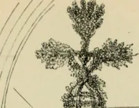 An illustration from A glossary of terms used in Grecian, Roman, Italian, and Gothic architecture (1845)