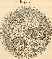 Picture 111 of 655 from Godey's lady's book (1840), leaf 236