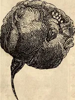 An illustration from Godey's lady's book (1840)