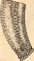 An illustration from Godey's lady's book (1840)
