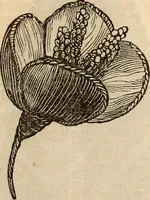 Picture 207 of 655 from Godey's lady's book (1840), leaf 403