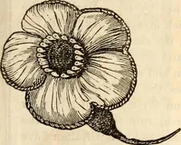 An illustration from Godey's lady's book (1840)