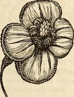 An illustration from Godey's lady's book (1840)
