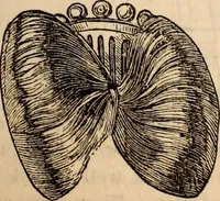 An illustration from Godey's lady's book (1840)