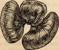 Picture 323 of 655 from Godey's lady's book (1840), leaf 607