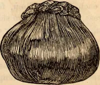 An illustration from Godey's lady's book (1840)
