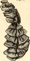 An illustration from Godey's lady's book (1840)