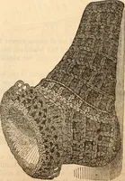 An illustration from Godey's lady's book (1840)