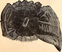 An illustration from Godey's lady's book (1840)