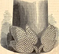 An illustration from Godey's lady's book (1840)