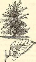 An illustration from Godey's lady's book (1840)