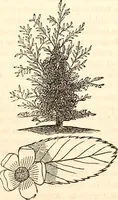 An illustration from Godey's lady's book (1840)