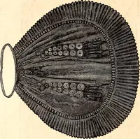 An illustration from Godey's lady's book (1840)