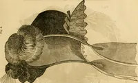 Picture 460 of 543 from Godey's lady's book 1861 Jan -June; Jul - Dec (1861), leaf 1029