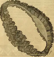 Picture 532 of 543 from Godey's lady's book 1861 Jan -June; Jul - Dec (1861), leaf 1184