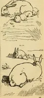 An illustration from Godey's lady's book 1861 Jan -June; Jul - Dec (1861)