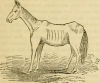 An illustration from Godey's lady's book 1861 Jan -June; Jul - Dec (1861)