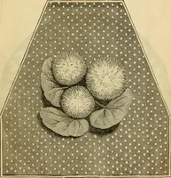 Picture 343 of 543 from Godey's lady's book 1861 Jan -June; Jul - Dec (1861), leaf 747