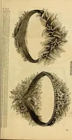 Picture 411 of 543 from Godey's lady's book 1861 Jan -June; Jul - Dec (1861), leaf 923