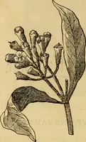 Picture 417 of 543 from Godey's lady's book 1861 Jan -June; Jul - Dec (1861), leaf 928