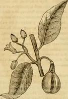 Picture 418 of 543 from Godey's lady's book 1861 Jan -June; Jul - Dec (1861), leaf 929