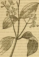 An illustration from Godey's lady's book 1861 Jan -June; Jul - Dec (1861)