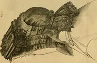 Picture 95 of 503 from Godey's lady's book 1862 Jan -June; Jul - Dec (1862), leaf 217