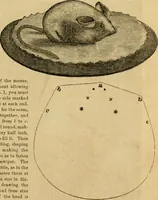 An illustration from Godey's lady's book 1862 Jan -June; Jul - Dec (1862)
