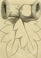Picture 266 of 503 from Godey's lady's book 1862 Jan -June; Jul - Dec (1862), leaf 637