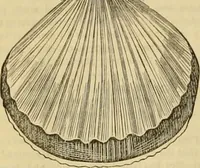 An illustration from Godey's lady's book 1862 Jan -June; Jul - Dec (1862)