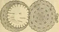 An illustration from Godey's lady's book 1862 Jan -June; Jul - Dec (1862)