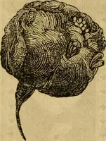 An illustration from Godey's lady's book 1862 Jan -June; Jul - Dec (1862)