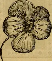 An illustration from Godey's lady's book 1862 Jan -June; Jul - Dec (1862)