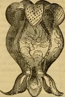 An illustration from Godey's lady's book 1863 Jan -June; Jul - Dec (1863)